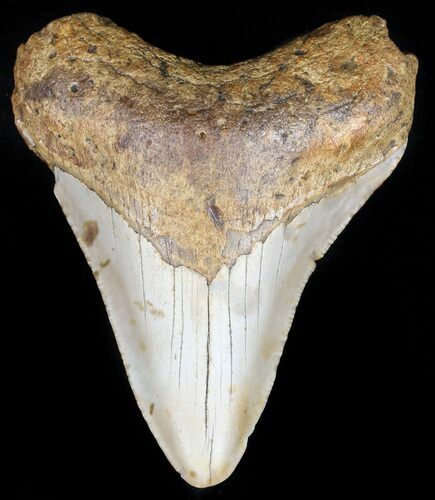 Bargain, Megalodon Tooth - North Carolina #59120
